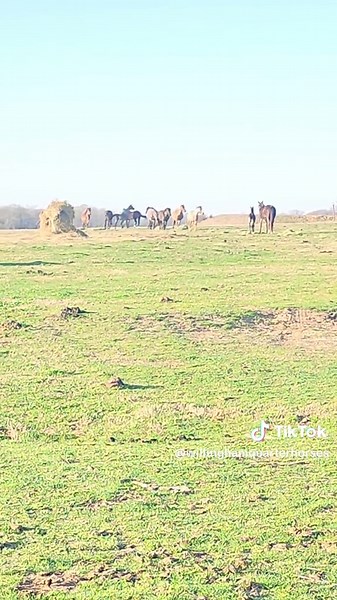 Breeding Season Insights for Quarter Horses