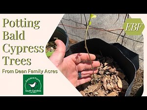 Potting Bald Cypress Trees | What To Do with Bare Root Trees