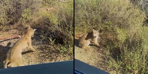 Bobcat vs. rattlesnake caught on camera