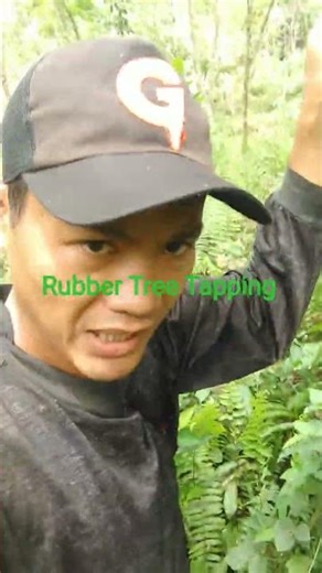 Rubber Tree Tapping #rubbertreetapping #shortsvideo