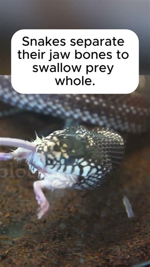 How Snakes Swallow Huge Prey