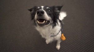 If your dog could speak, what would it say? These researchers have developed technology that gives dogs the ability to talk. http://cnn.it/1sxVsnw | CNN