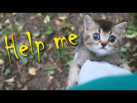 Kitten abandoned in park found after being left alone for hours!