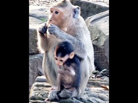 Monkeys Very Taking Care Babies |Love Animals |