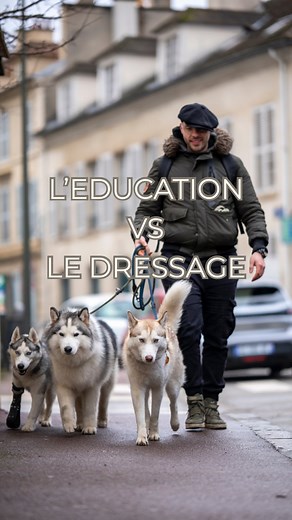 🎥 Éducation vs Dressage : quelle différence pour nos chiens ? 🐶💡 Dans cette vidéo, je vous explique pourquoi je choisis l’éducation plutôt que le dressage avec mes chiens. 🔹 Le dressage enseigne l’obéissance : “fais ce que je dis”. 🔹 L’éducation développe l’autonomie : “voici comment faire les bons choix”. L’un forme un exécutant, l’autre un compagnon réfléchi. 🧠❤️ Et toi, quelle approche choisis-tu avec ton chien ? 👇 Dis-moi en commentaire ! #husky #educationcanine #chiot #chien #chienhe