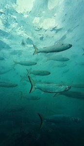 1.1M views · 18K reactions | More Rooster chasing days from this last...