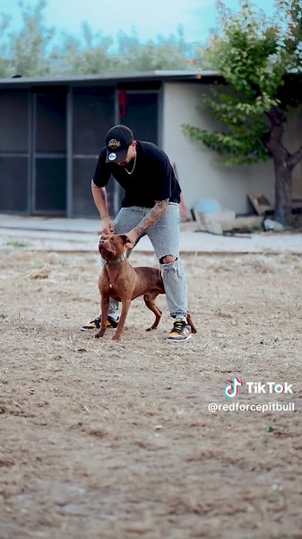 Discover the Joy of Pitbull Life and Sports