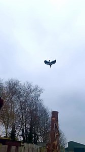 A message from Zachary our Zoo Director. When I was about 12 years old, I sat on my bed for hours writing lists of all the birds I wanted in my bird show when I was older and what routines they’d do. I even wrote scripts and jokes and chose background music to go along with the show. Most of which I’ve used to this day in real life 20 years later! The birds I listed among many included marabou storks, bald eagles, hawks, owls, vultures, seriemas, kites, pelicans, cranes, ibis, a shed load of mac