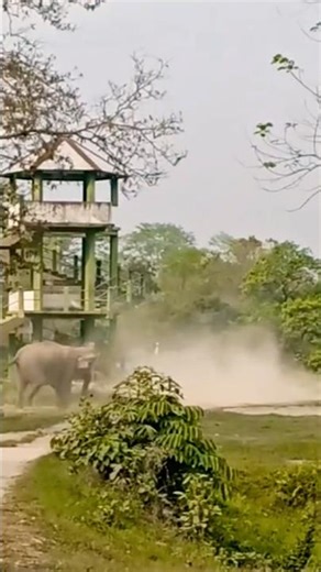 OMG ! This was a brutal Elephant Attack....😱
