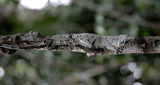 27 Animals With Camouflage So Good It's Practically A Cheat Code