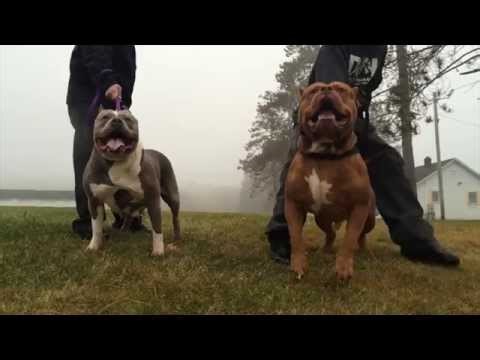 THE DOGMAN BEHIND DDK9 AND HULK THE WORLD'S MOST FAMOUS PITBULL DOG