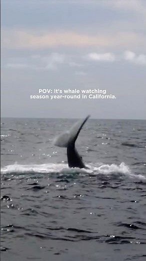 Whale Watching in Monterey Bay, California