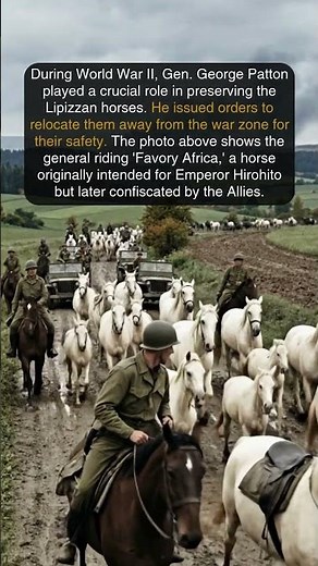 How General Patton Saved the Lipizzan Horses in World War II #history #horse #horseriding #ww2