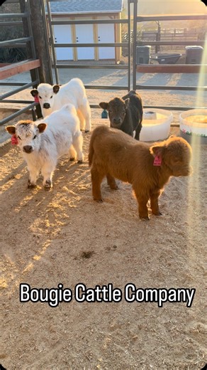 Bougie Cattle Company | #godisgood #minicow #highlandcow #cowsofinstagram #hobbyfarm #minicows | Instagram