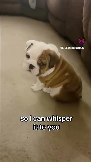 Telling our baby English bulldog he looks like a cute little potato! #bulldog #englishbulldog #puppy