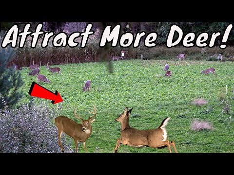 Best Way On How To Attract More Deer To Any Size PROPERTY!