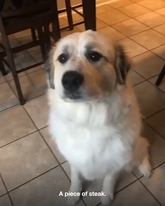 726K views · 17K reactions | This dog has the BEST reactions to trying different foods  | Do It Yourself | Facebook