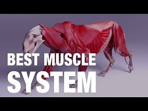 ZIVA 1.6 - MOST SCALEABLE MUSCLE SOLUTION.