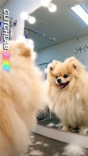 Epic Dog Grooming Fail 🤯