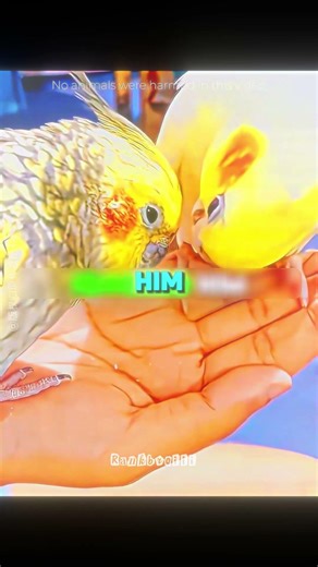 She Boiled Her Parrot’s Eggs… Was This Right? 🦜 #short