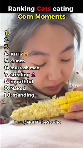 Funniest Cat Corn Moments Ever Caught on Camera