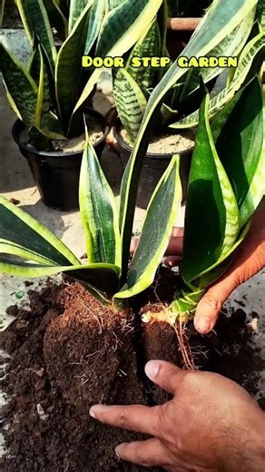 Sansevieria Black-Gold propagation 😍😍😍