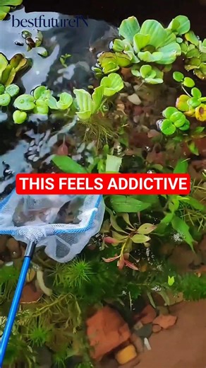 This Tiny Ecosystem Feels Addictive 🌿 (DIY Fish Tank Setup) #lifehacks #aquascape #usashorts