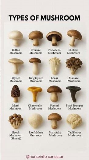 TYPES of MUSHROOM 🍄