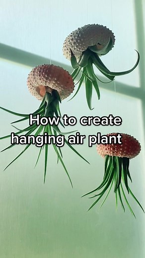 DIY Jellyfish Air Plant Tutorial | Hanging Air Plant Decor Ideas