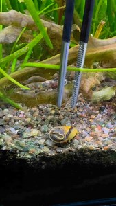Having a bit of algae on snails’ shells is usually no big deal, it’s mostly just a visual thing. But if there’s a lot of it, it can block oxygen around the shell and might slowly wear it down over time. When I see a snail with algae on its shell, I gently help them out using a soft bristled toothbrush without pressing too hard. . . . #aquarium #aquariumhobby #aquariums #aquatherapy #aquariumecosystems #aquariumfish #aquariumlife #aquascape #aquascaper #aquascaping #aquascapes #indoorjungle #indo
