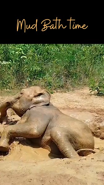 Watch as our playful baby elephant dives into a muddy adventure! With every splash and roll, you’ll see just how much elephants love their natural spa time. Mud baths aren't just fun—they help keep their skin cool, clean, and protected. At the Elephant Freedom Project, we let our elephants be exactly what they are—free, happy, and full of life. This little one is living proof! #ElephantFreedomProject #happyelephants #elephantlove #ethicaltourism #sanctuarylife #wildatheart