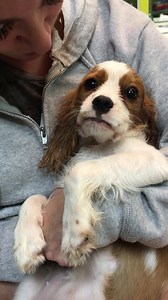 The moment you realize you've ended up in rescue instead of another puppy mill 🙌🏻💋 | The Cavalier Rescue