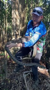 Huge Python with chicken inside 🐔 Happy Friday! This was a cool call to attend, sadly not so cool for the pet chicken which got swallowed whole. This was a large Python that had easily consumed a big chicken, hopefully people watching this video will go outside and check that their chicken coops are snake proof! Check out the incredible footage at the end of this massive and heavy carpet python climbing a big tree even with a big chicken inside 😳 - Stu & Westy To use this video in a commercial