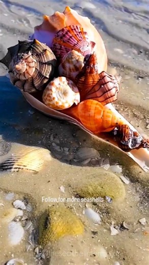 9.2K views · 578 reactions | Looking to find better shells? ⬇️ ....