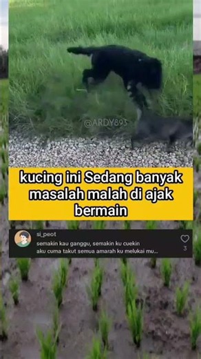 Kucing Lagi Males Bermain #cat #catlovers #catvideos #kucing #kucinglucu #catshorts