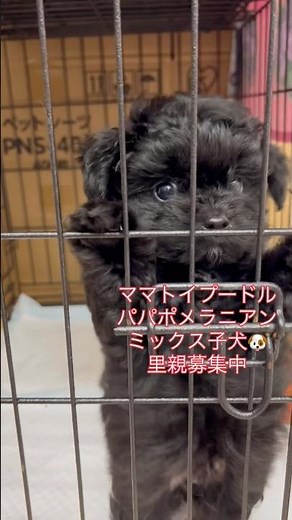 #里親募集中 #子犬