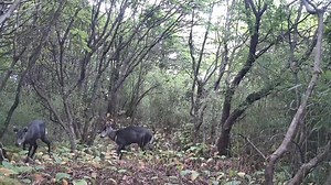 Recentemente, câmeras infravermelhas registraram imagens de uma panda gigante e seu filhote caminhando na neve no Parque Nacional de Panda Gigante em Chongzhou, na província de Sichuan, no sudoeste da China. Atualmente, 94 câmeras infravermelhas estão instaladas na região, registrando as imagens de mais de 20 espécies de fauna e flora raras, incluindo pandas gigantes, takin, cervos e ursos negros. | CRI - Rádio Internacional da China