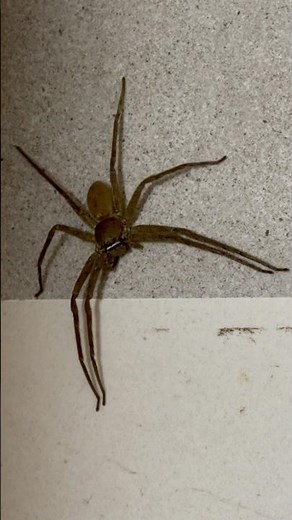 LARGE HUNTSMAN SPIDER also called GIANT CRAB SPIDER !! Heteropoda venatoria