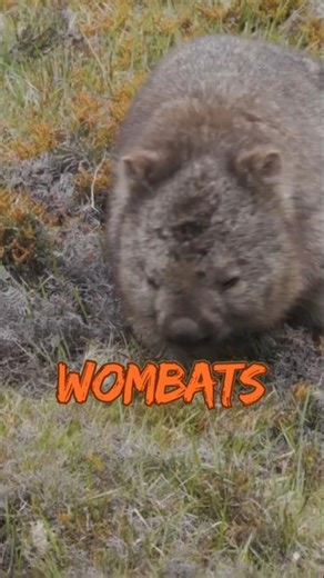 Weird Wombat Poop!