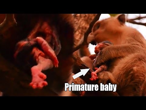 Premature Baby Monkey. Mom Monkey Giving Birth Baby this Evening