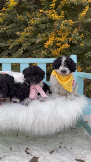 Goldendoodles & Sheepadoodles | Oh my heavens. They are the cutest cookies and cream Mini Sheepadoodle babies I’ve ever seen. I’m obsessed!!!! Our mini babies are expected... | Instagram