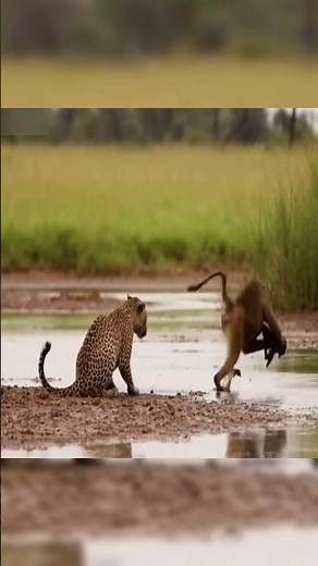 Fearless Baboon Defends Her Baby From Deadly Leopard