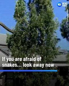 4.4K views · 62 reactions | The incredible moment a huge carpet python climbs between trees in Queensland has gone viral online. The video posted on TikTok shows the snake slowly making its way off the roof of a family home, slowly calculating its careful movements into a neighbouring tree. "Has anybody seen the cat?" one user joked. "I miss five minutes ago when I didn’t know these exist," said another user. Have you ever seen a snake this big? | 10 News Melbourne | Facebook