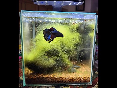 Aqueon 3 Gallon Rimless Cube Betta tank setup
