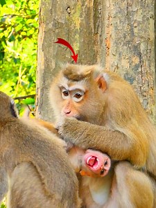 191K views · 3.6K reactions | OMG__ Abandoned baby monkey Mila gets a lesson after SHE disturbs Rose massage TIME with Brady | Best Monkey Family | Facebook