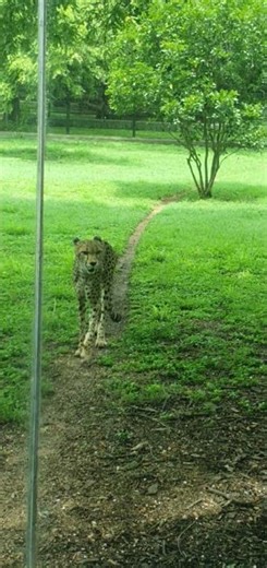 African hunting cheetah 🐆 #cheetha #ytshorts #animals