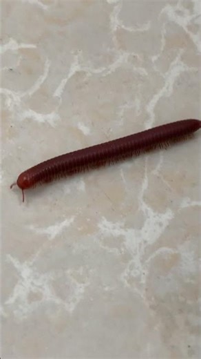 Millipede The Multi-Legged Decomposer