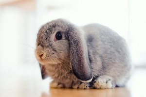 Holland Lop: The Netherlands' Tiny Lop-Eared Friend