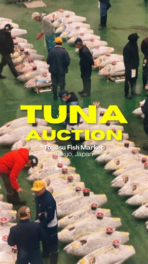 Experience the Excitement of the Tokyo Tuna Auction