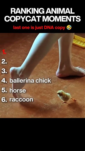 Ranking Best Animals Copying Humans Moments